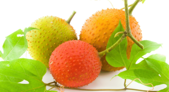 [효능 백서 023] 걱(Gac fruit), 자연이 선물한 슈퍼푸드, 알아야 할 모든 효능!
