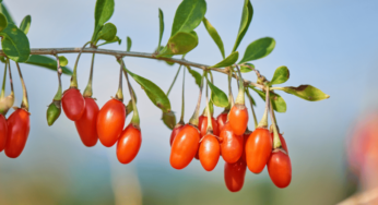 [효능 백서 024] 구기자의 놀라운 효능 – 진시황제도 사랑한 불로초, Goji Berry