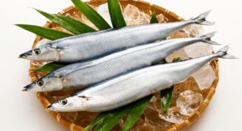 [효능 백서 139] 과메기 만드는 꽁치: 심혈관부터 뇌 건강까지 책임진다. 아스파라긴산도 풍부!