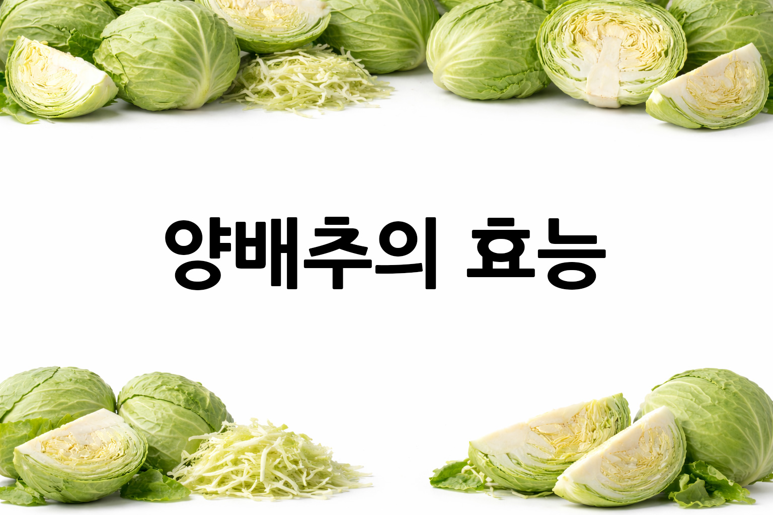 흰 배경의 양배추 상·하단 띠 이미지, 가운데 텍스트 공간 비움