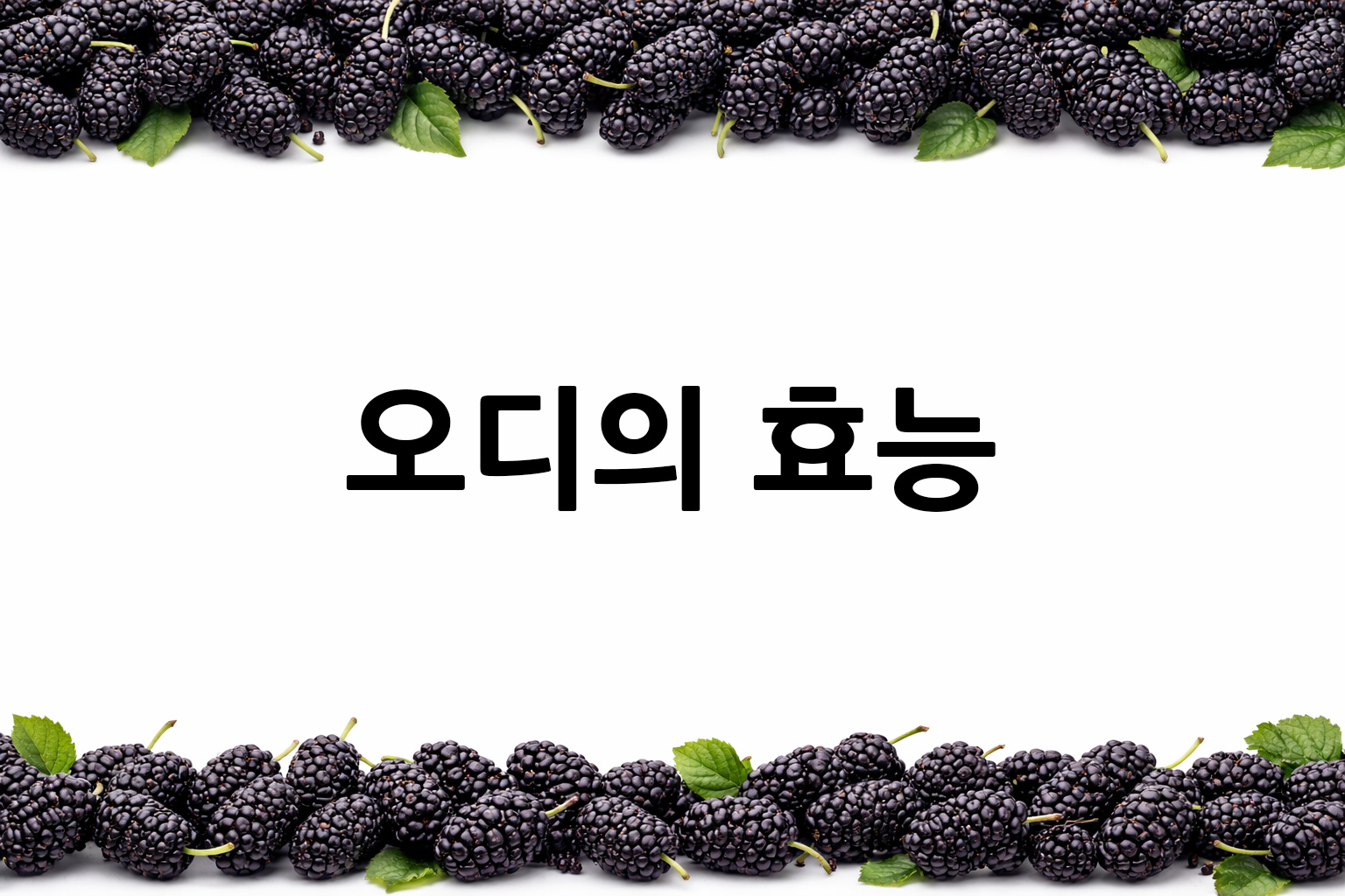 흰 배경의 오디 상·하단 띠 이미지, 가운데 텍스트 공간 비움