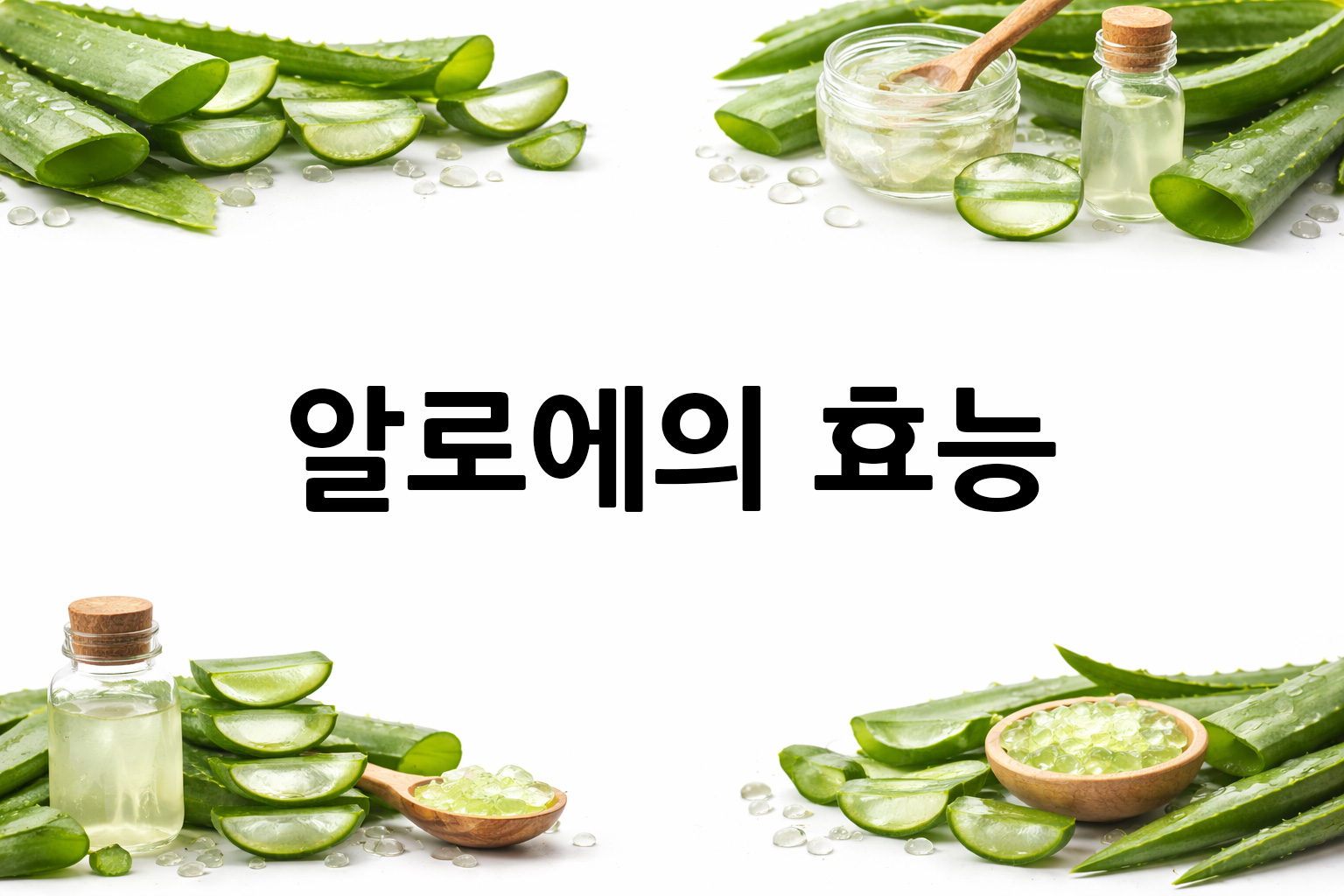 흰 배경의 알로에 상·하단 띠 이미지, 가운데 텍스트 공간 비움