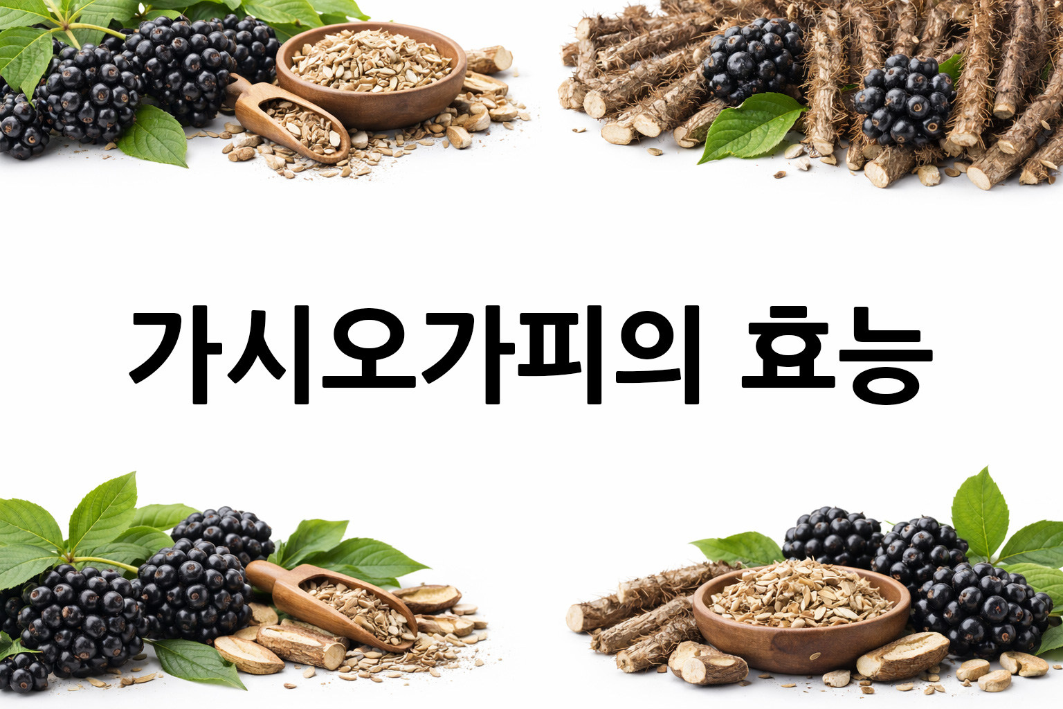 흰 배경의 가시오가피 상·하단 띠 이미지, 가운데 텍스트 공간 비움