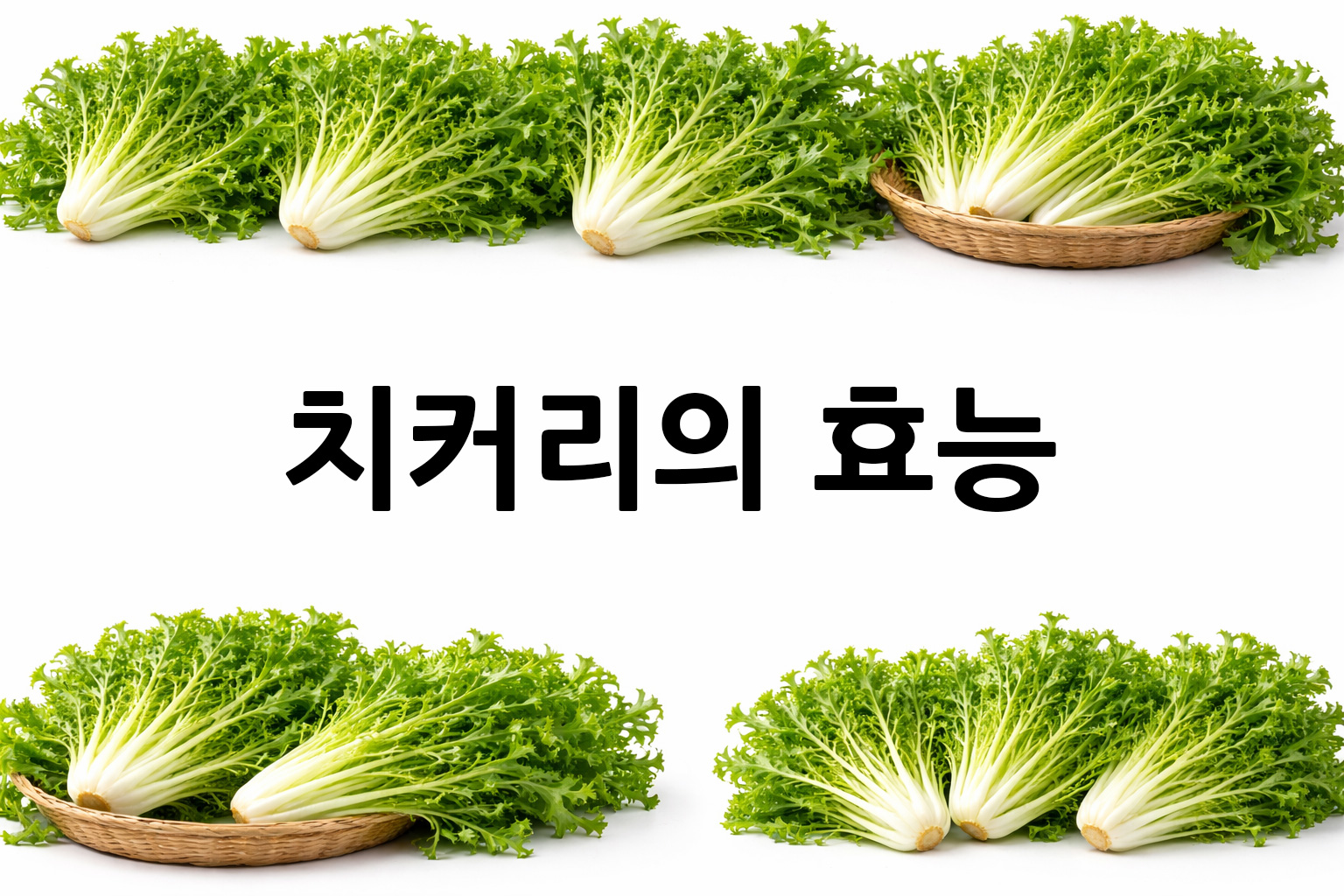 흰 배경의 치커리 상·하단 띠 이미지, 가운데 텍스트 공간 비움