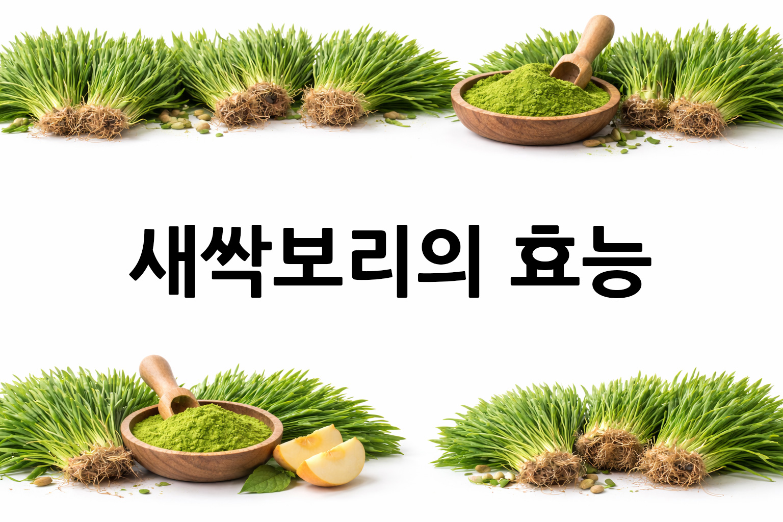 흰 배경의 새싹보리 상·하단 띠 이미지, 가운데 텍스트 공간 비움