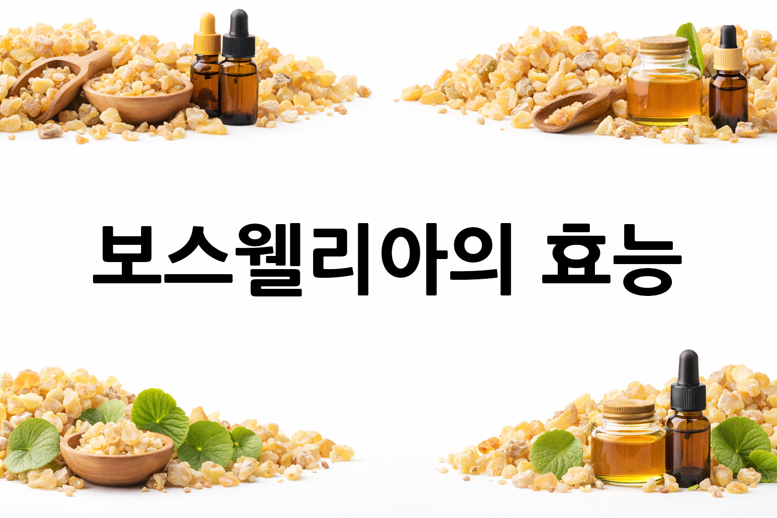 흰 배경의 보스웰리아 상·하단 띠 이미지, 가운데 텍스트 공간 비움