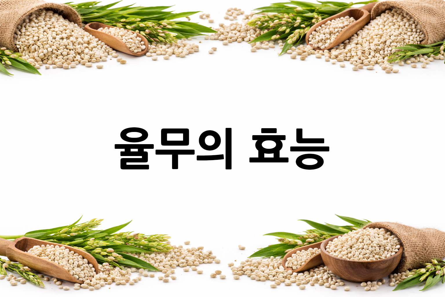 흰 배경의 율무 상·하단 띠 이미지, 가운데 텍스트 공간 비움