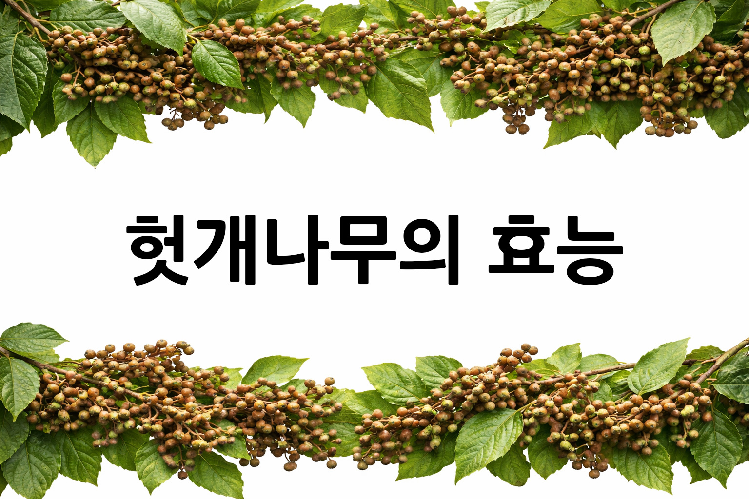 흰 배경의 헛개나무 상·하단 띠 이미지, 가운데 텍스트 공간 비움