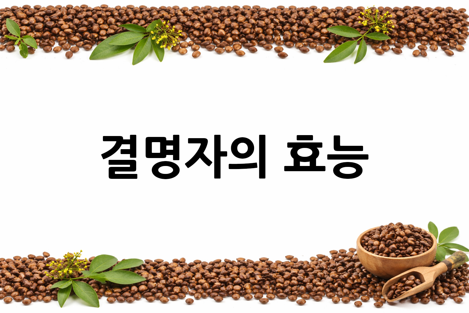 흰 배경의 결명자 상·하단 띠 이미지, 가운데 텍스트 공간 비움