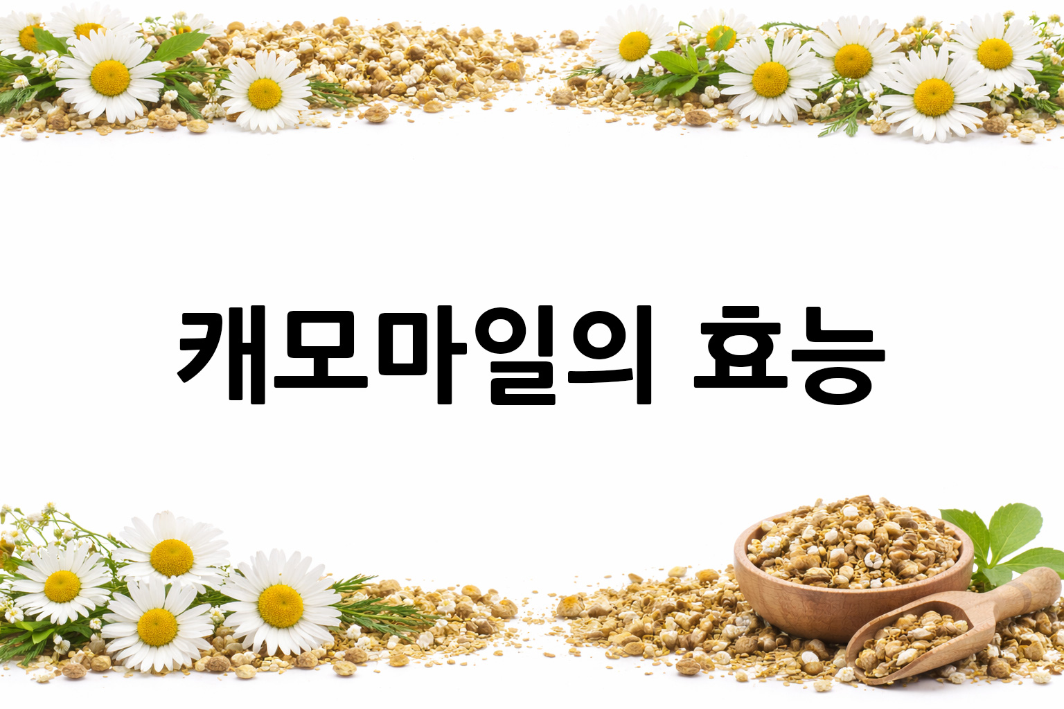 흰 배경의 캐모마일 상·하단 띠 이미지, 가운데 텍스트 공간 비움