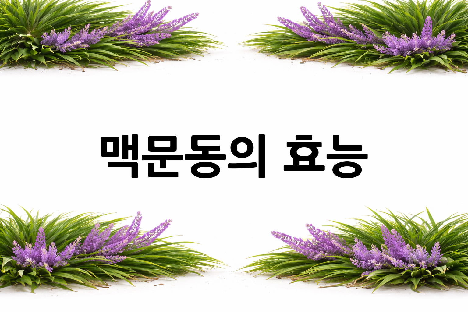 흰 배경의 맥문동 상·하단 띠 이미지, 가운데 텍스트 공간 비움